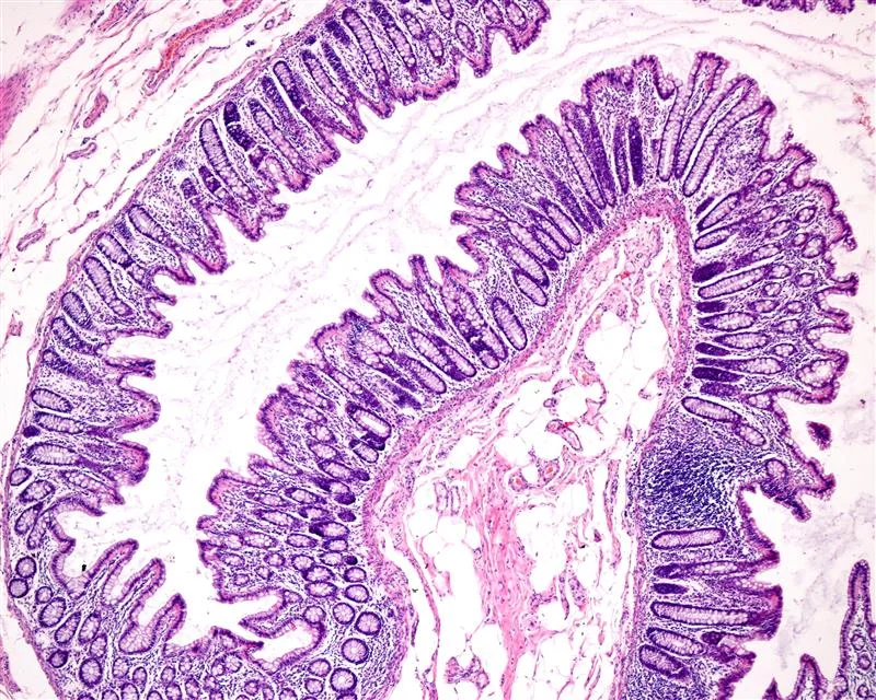 Histology & Tissue-Based Endpoints